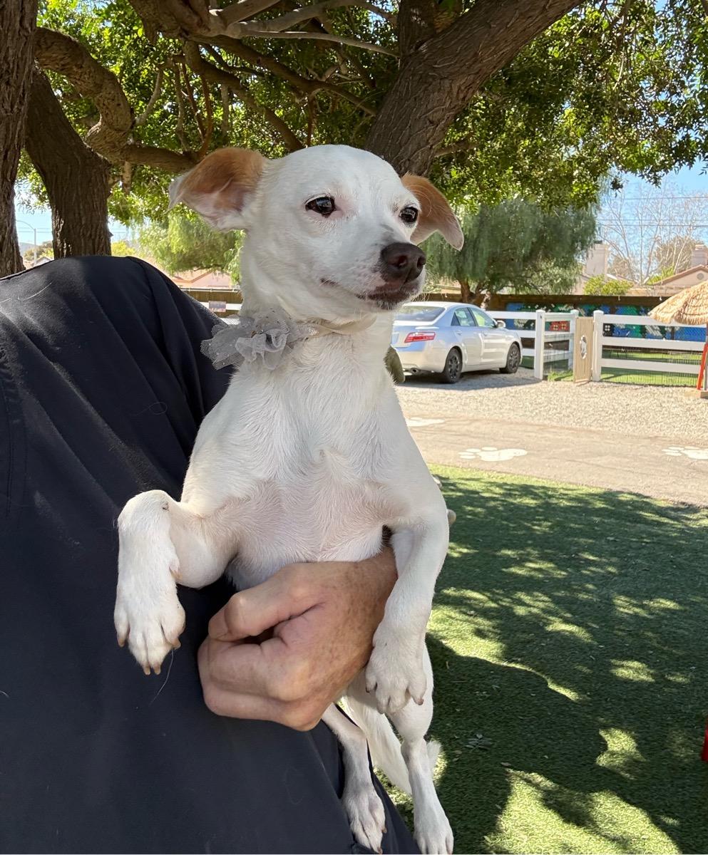 Enlarge Whitney, a Adoptable mixed breed in Temecula, CA image 4/4