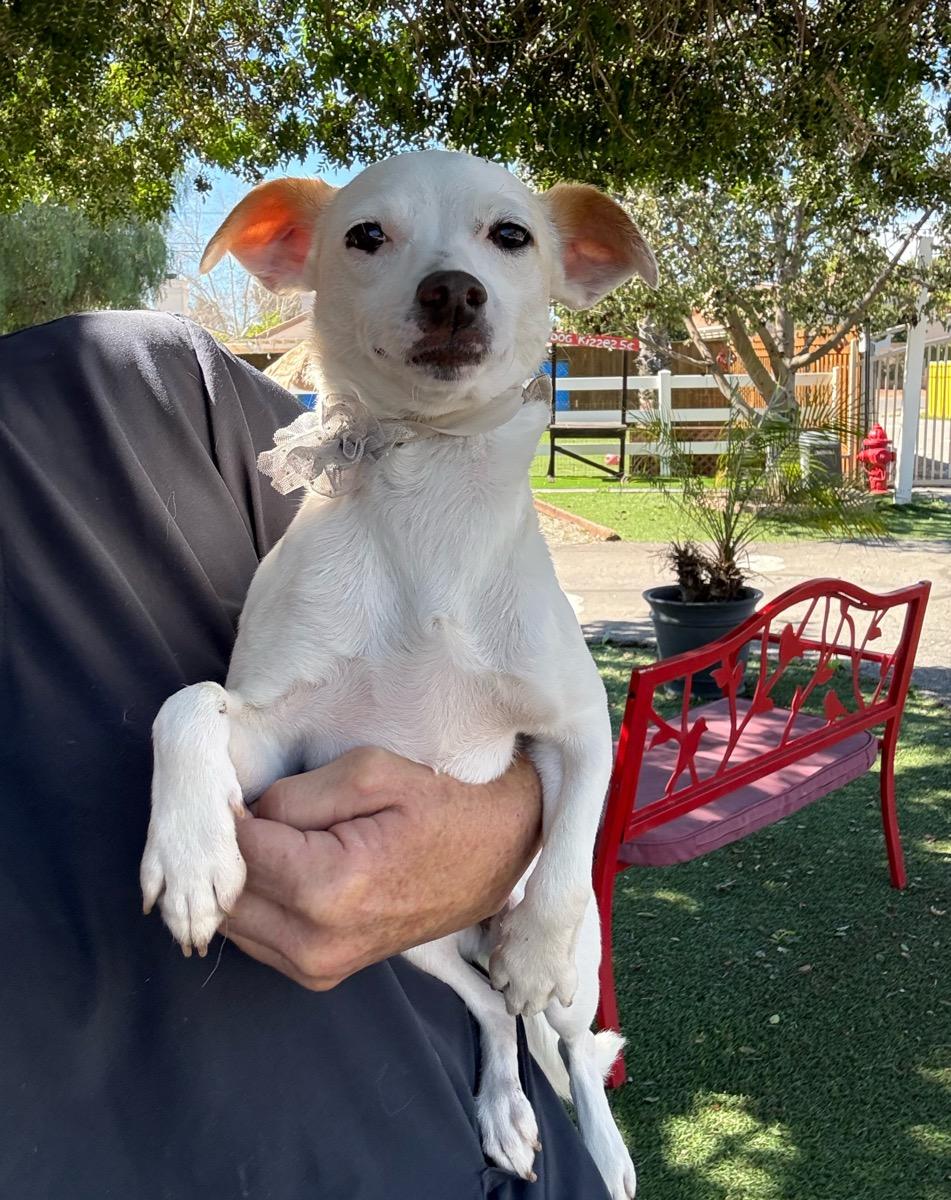 Enlarge Whitney, a Adoptable mixed breed in Temecula, CA image 1/4