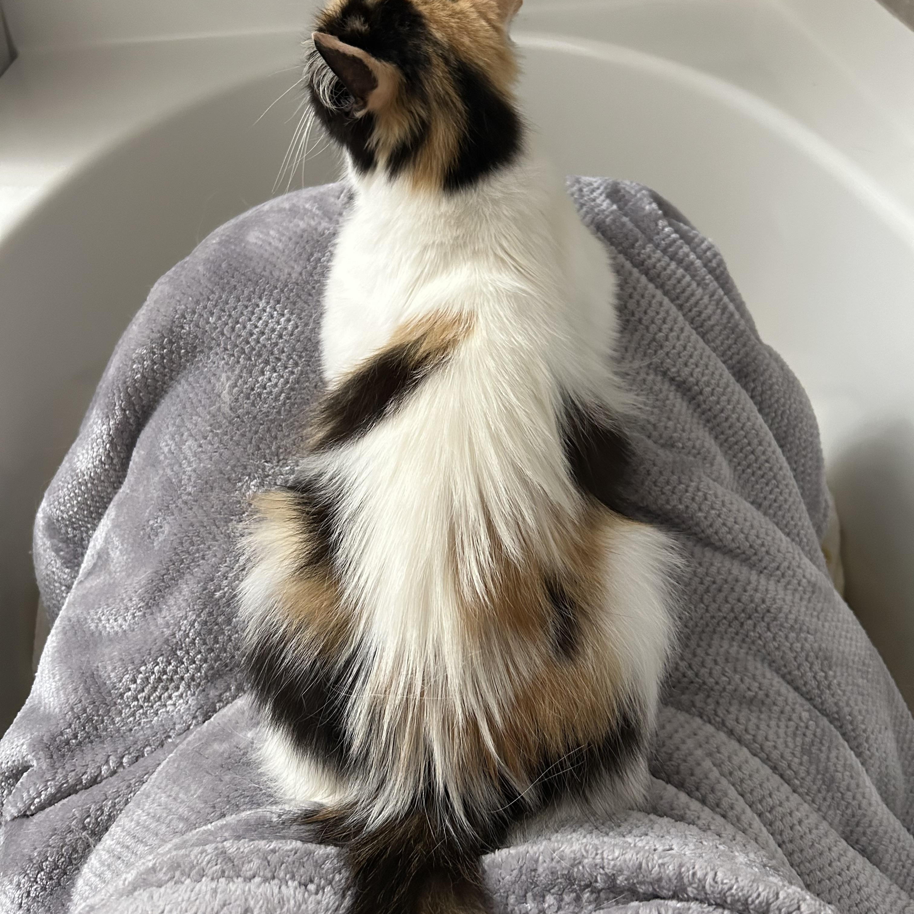 Enlarge Penny, a ADOPTABLE Domestic Medium Hair in Easley, SC image 5/5