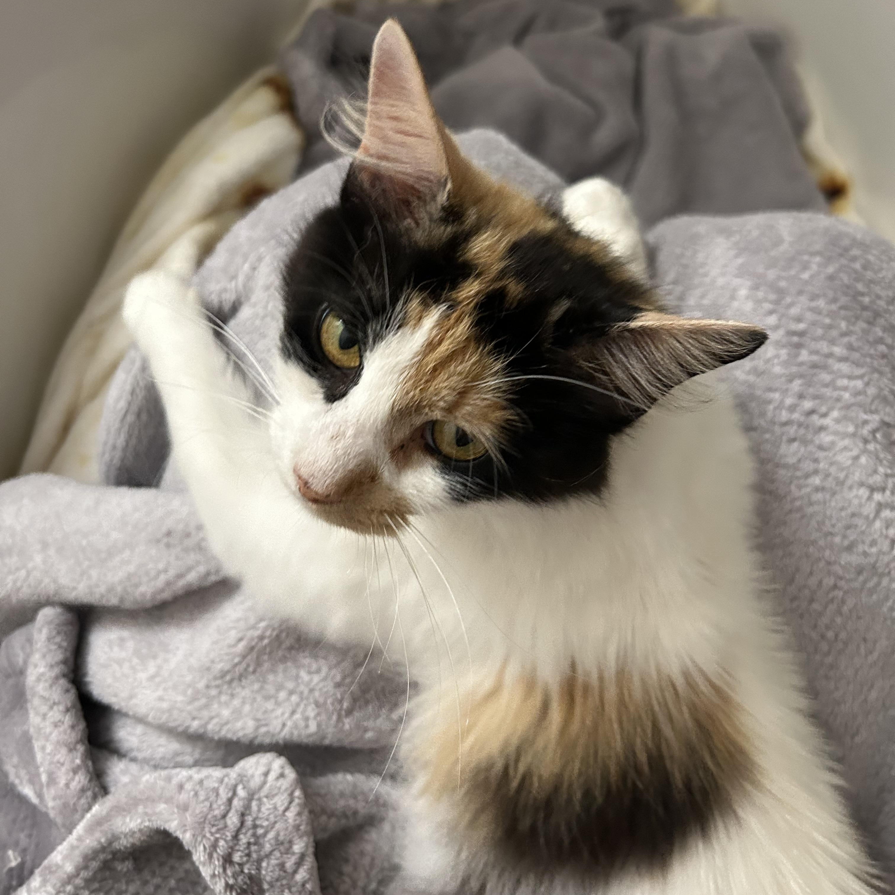 Enlarge Penny, a ADOPTABLE Domestic Medium Hair in Easley, SC image 3/5