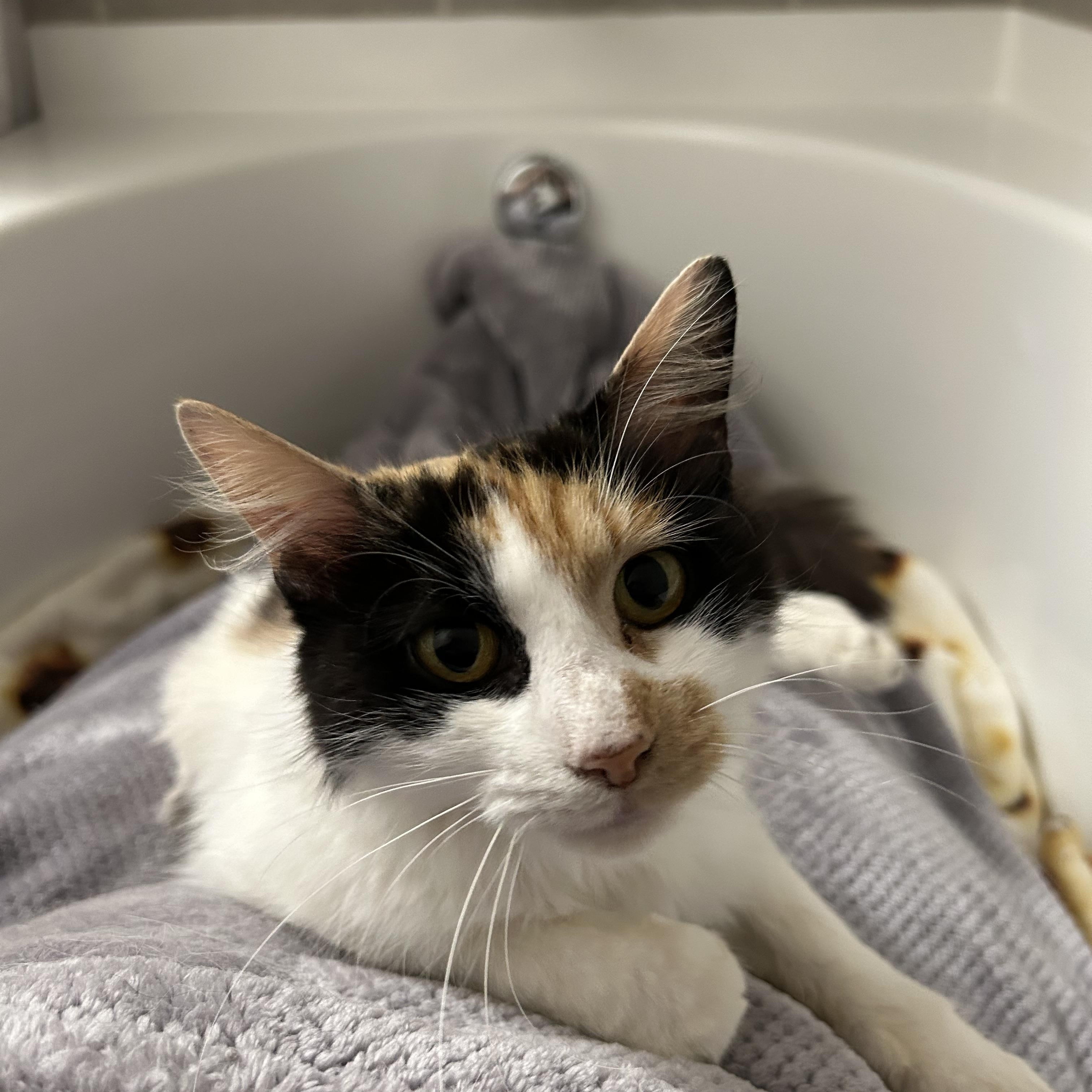 Enlarge Penny, a ADOPTABLE Domestic Medium Hair in Easley, SC image 2/5