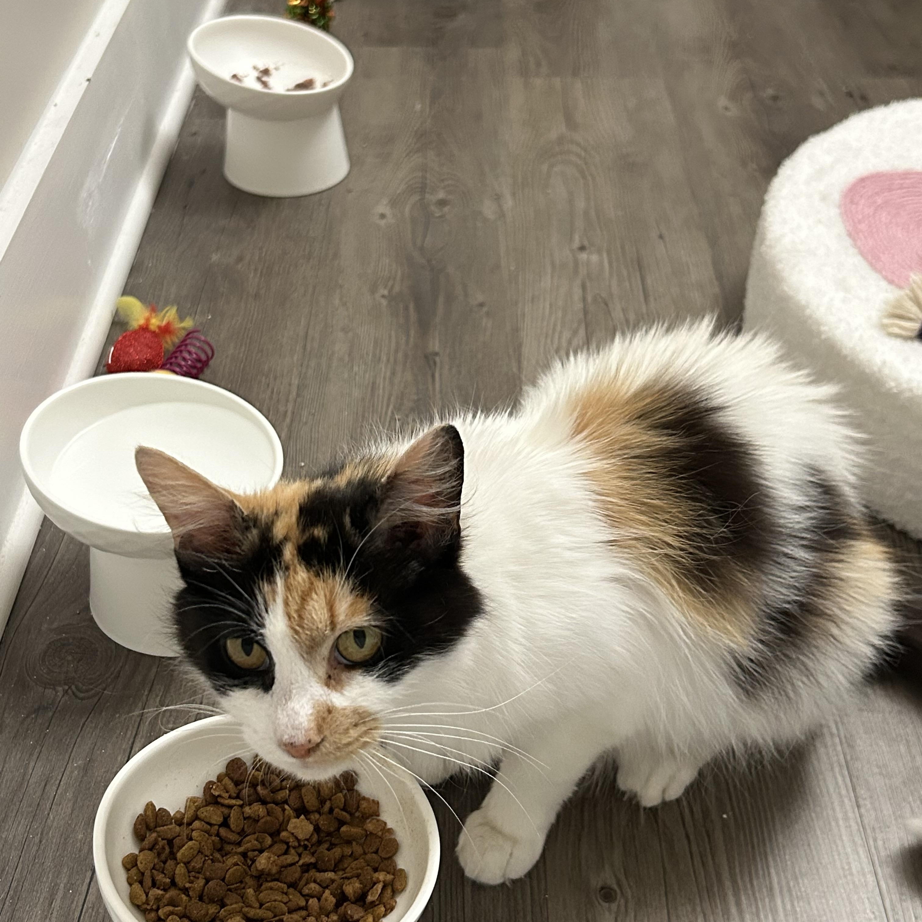 Enlarge Penny, a ADOPTABLE Domestic Medium Hair in Easley, SC image 4/5