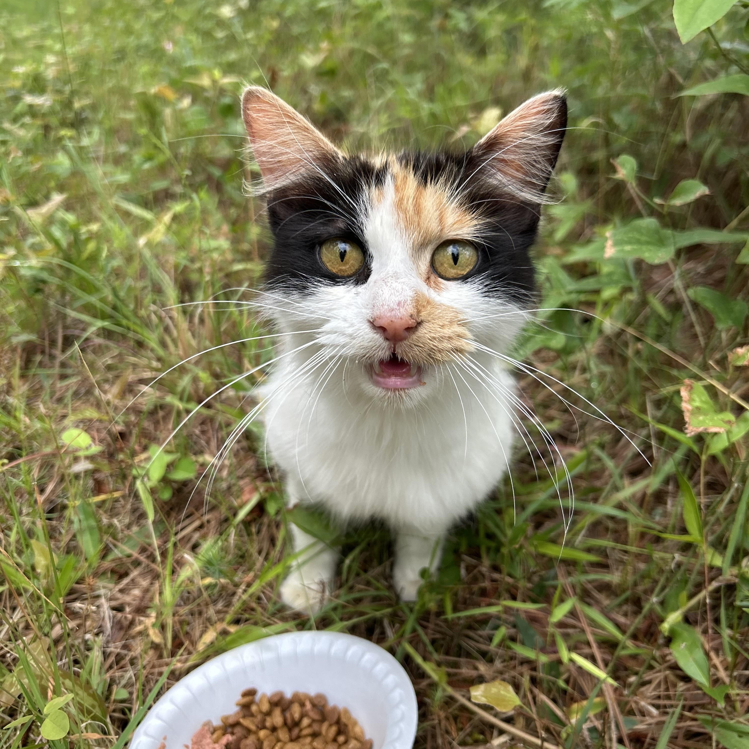 Penny, ADOPTABLE, Adult Female Domestic Medium Hair.