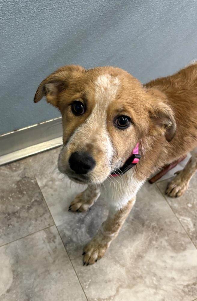 Enlarge PEANUT, a Adopted mixed breed in Rochester, IN image 1/1