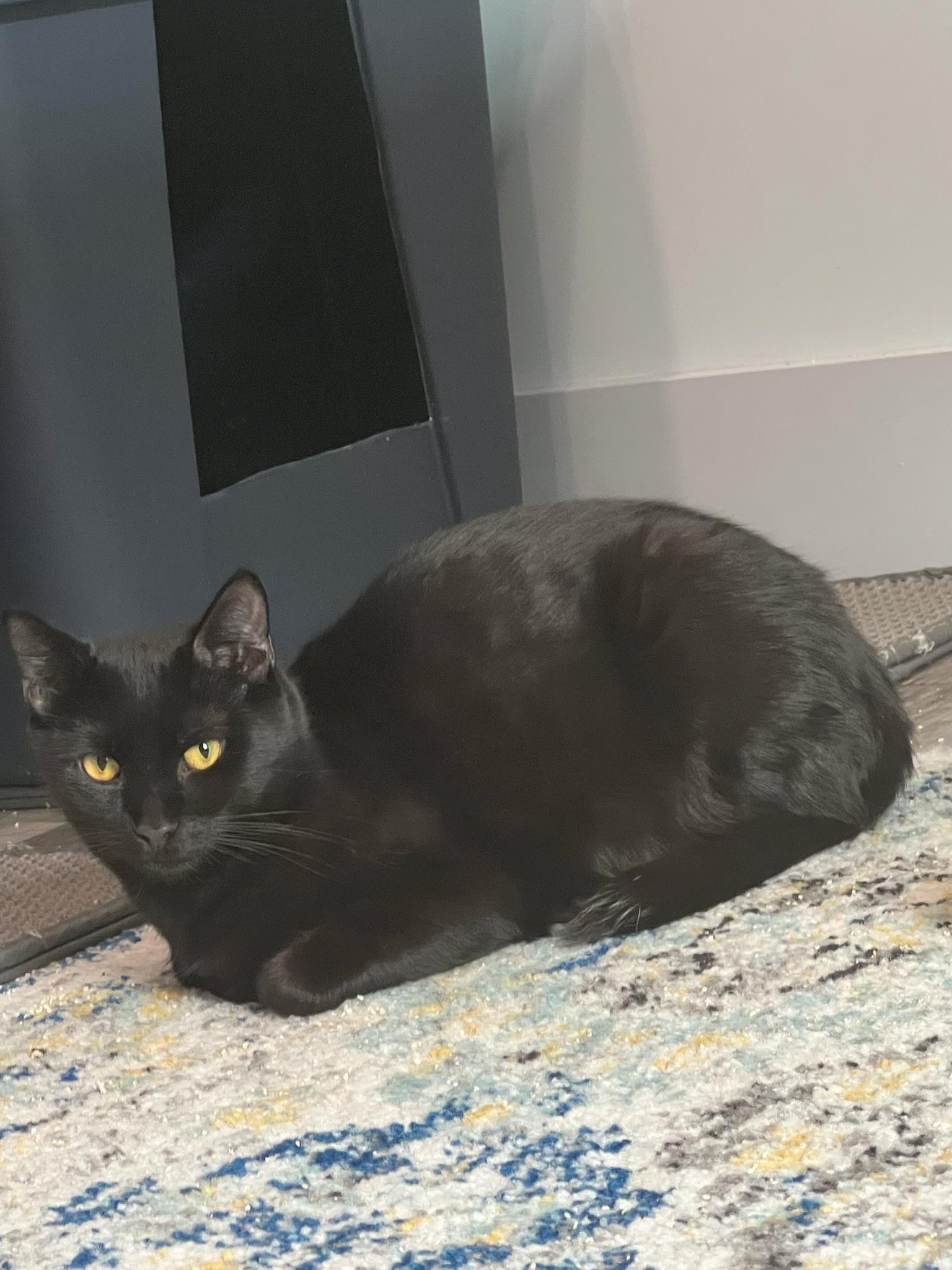 Harvey — thumbnail 5