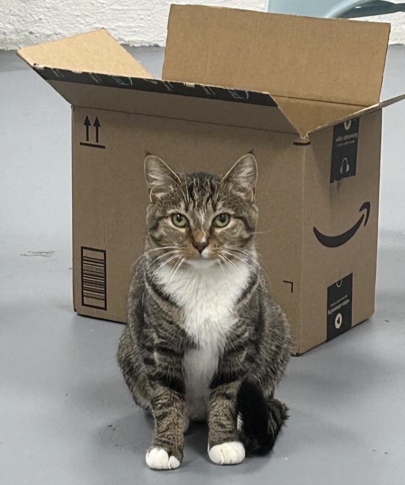 Susie, Adoptable, Adult Female Tabby.