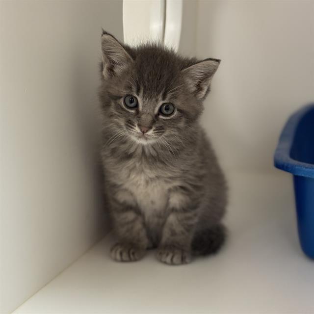 Enlarge YUKI, a Adoptable Domestic Short Hair in Sugar Land, TX image 1/1