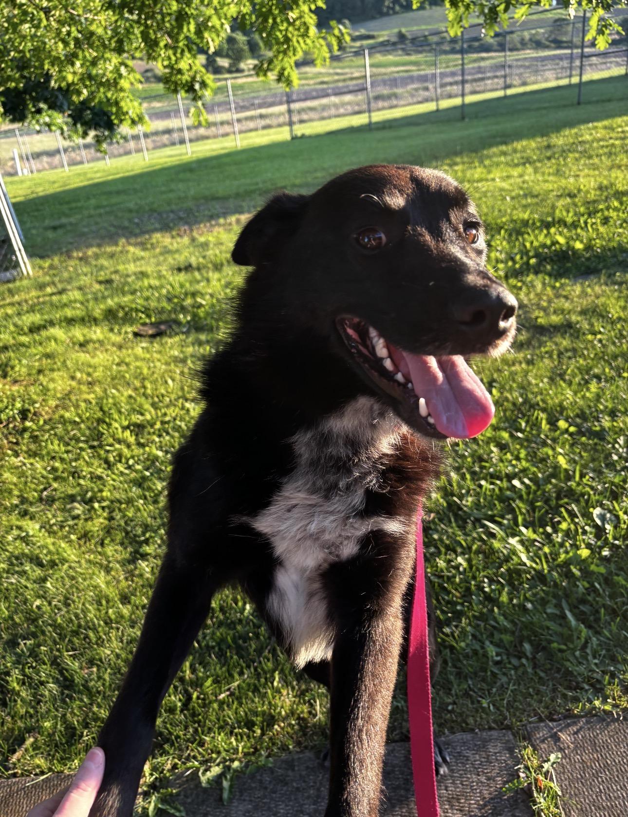 Enlarge Milton, an adopted mixed breed in Indiana, PA image 1/1