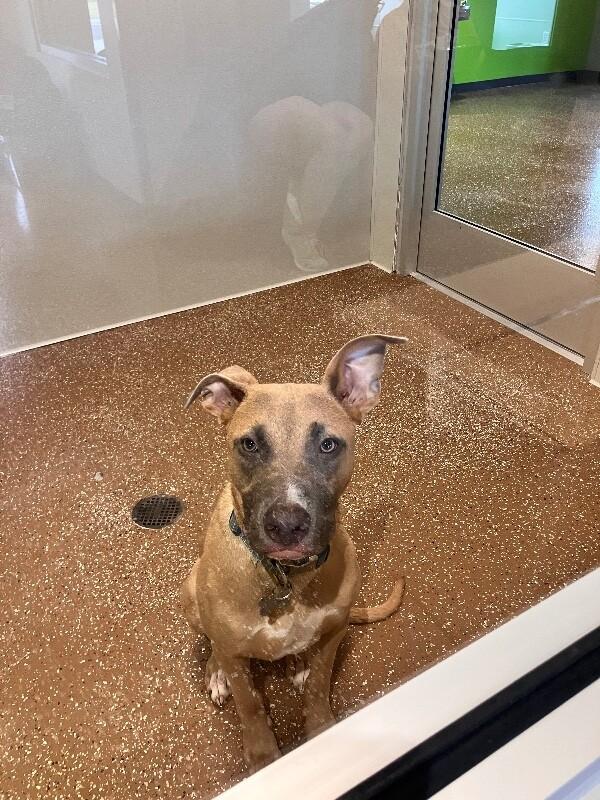 Pancake, Adoptable, Young Male Mixed Breed.