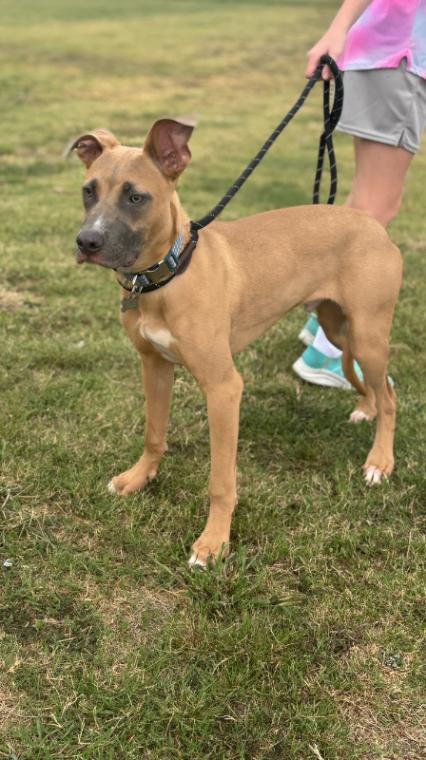 Enlarge Pancake, a Adoptable Mixed Breed in Jackson, TN image 2/6