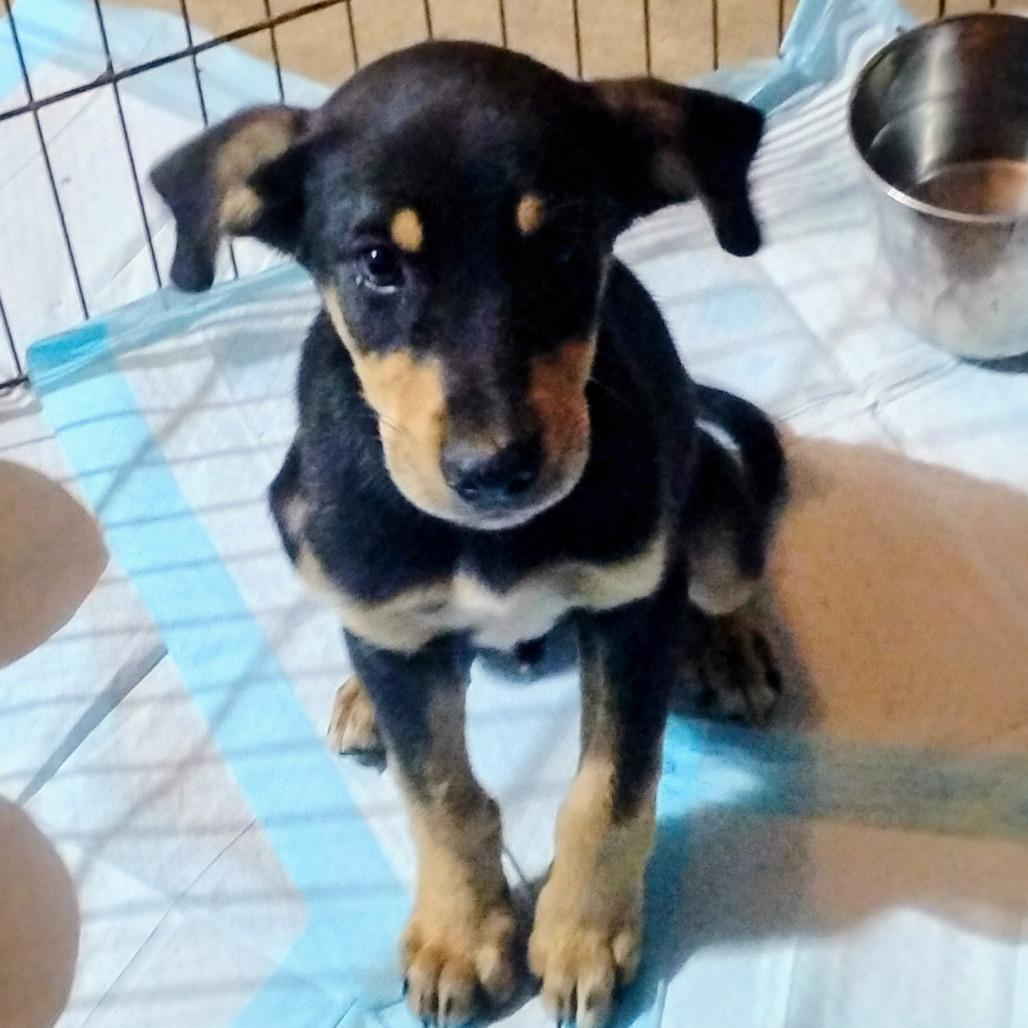 Enlarge Goose, a Adoptable mixed breed in Fort Smith, AR image 1/1