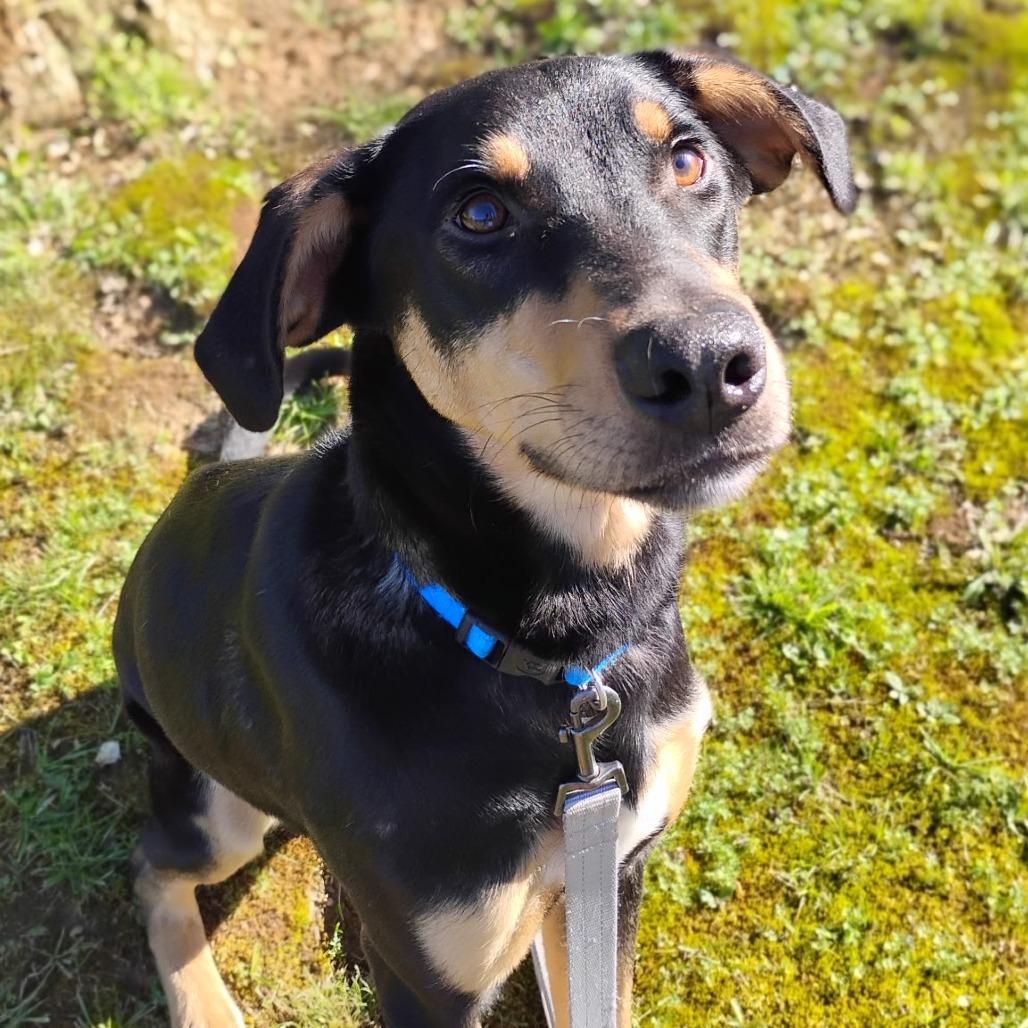 Goose, a Adoptable mixed breed in Fort Smith, AR image 2/5