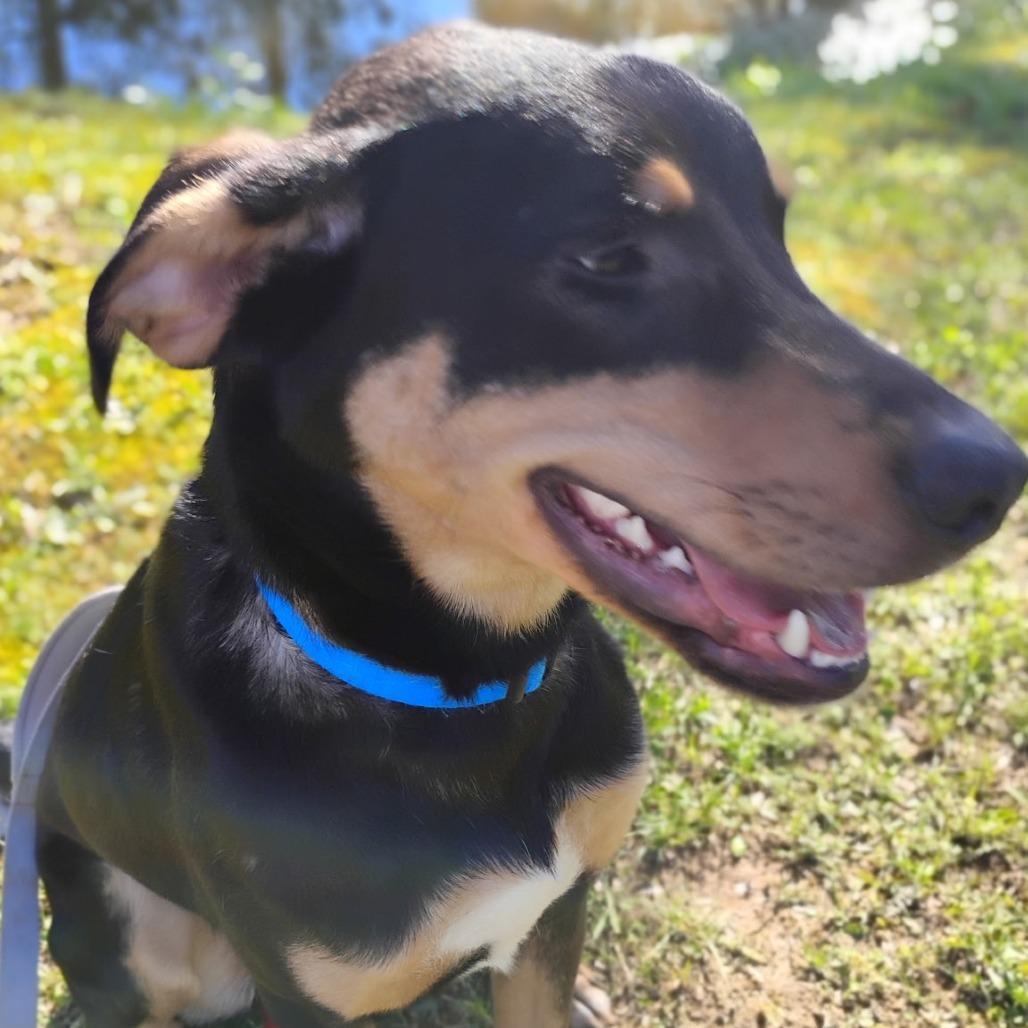 Goose, a Adoptable mixed breed in Fort Smith, AR image 3/5
