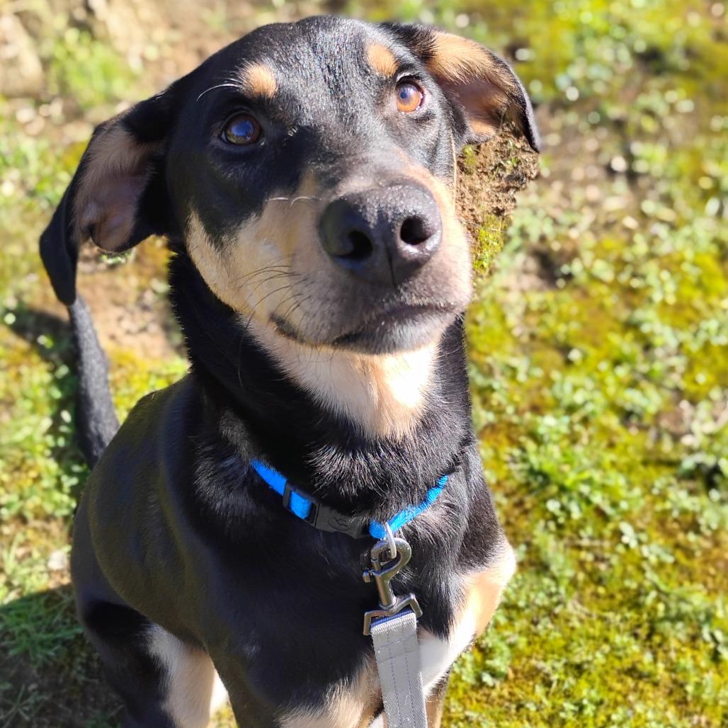 Goose, a Adoptable mixed breed in Fort Smith, AR image 4/5