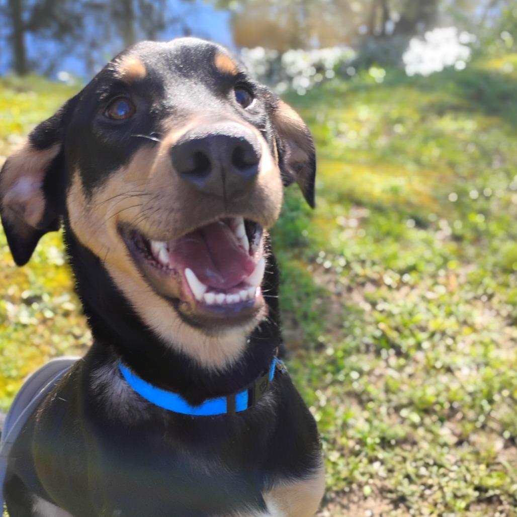 Goose, a Adoptable mixed breed in Fort Smith, AR image 5/5