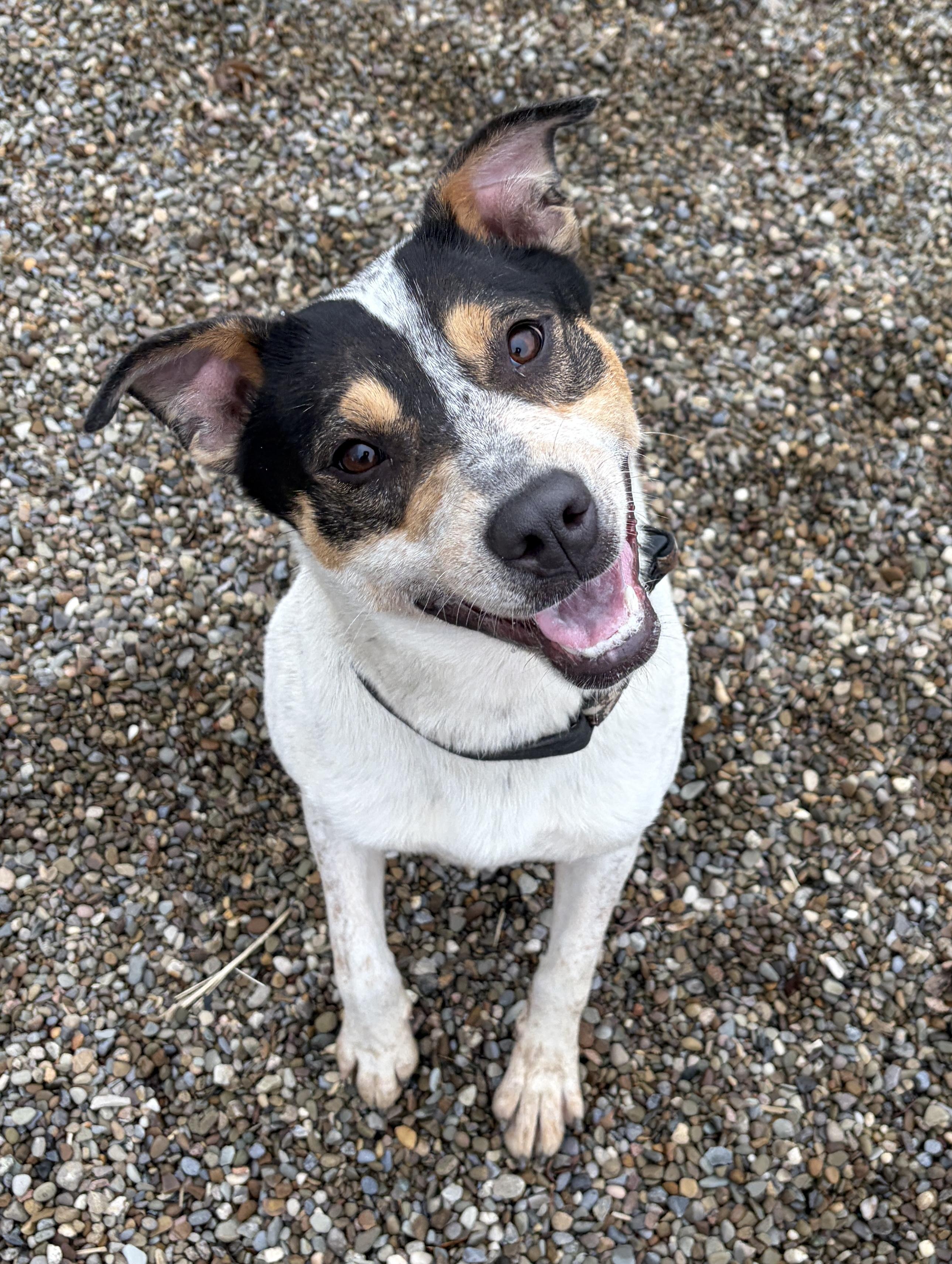 Bayard AVAILABLE , ADOPTABLE, Young Female Australian Cattle Dog / Blue Heeler.