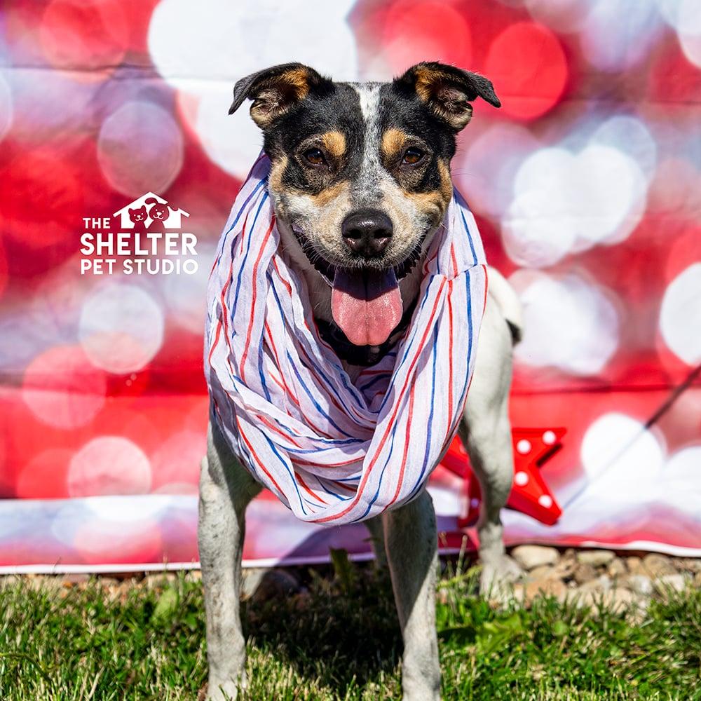 Bayard AVAILABLE , ADOPTABLE, Young Female Australian Cattle Dog / Blue Heeler.