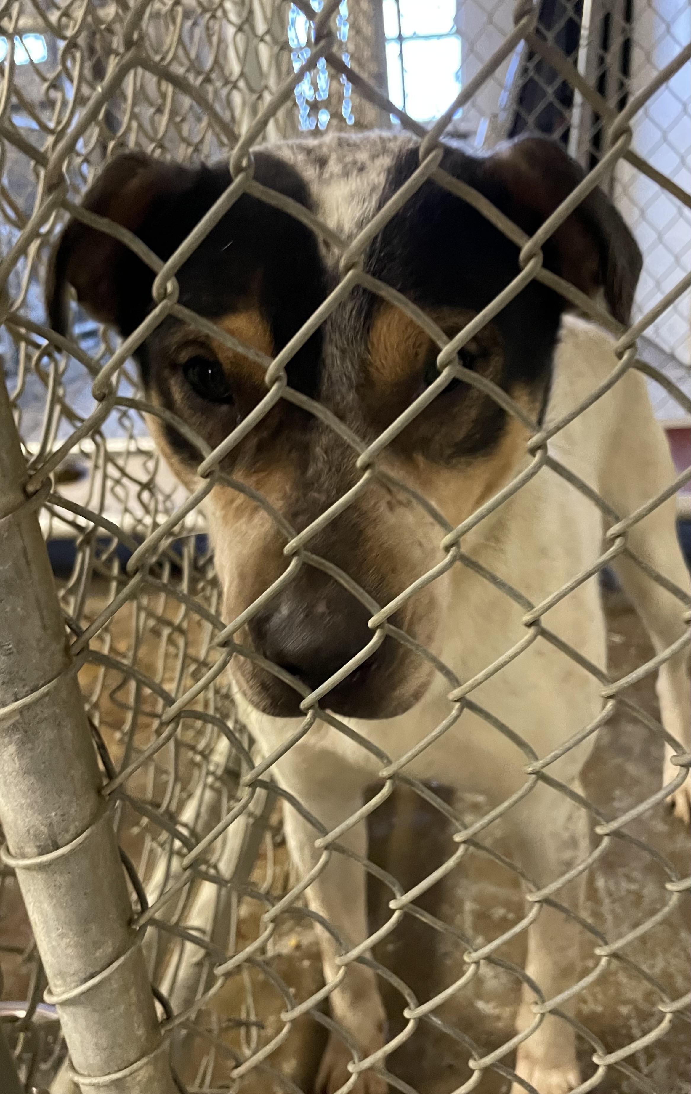 Enlarge Bayard AVAILABLE , a ADOPTABLE Australian Cattle Dog / Blue Heeler in Canton, OH image 4/4