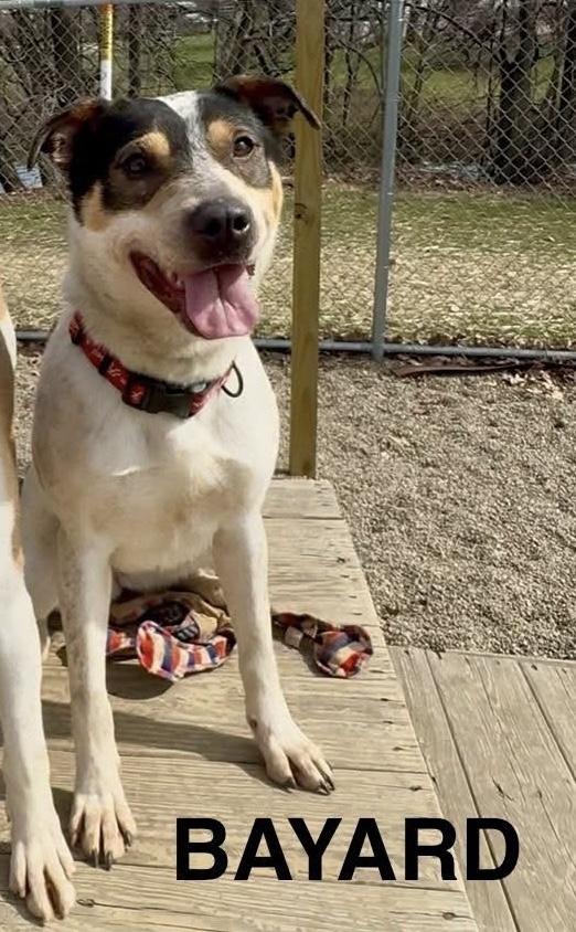 Bayard AVAILABLE , ADOPTABLE, Young Female Australian Cattle Dog / Blue Heeler.