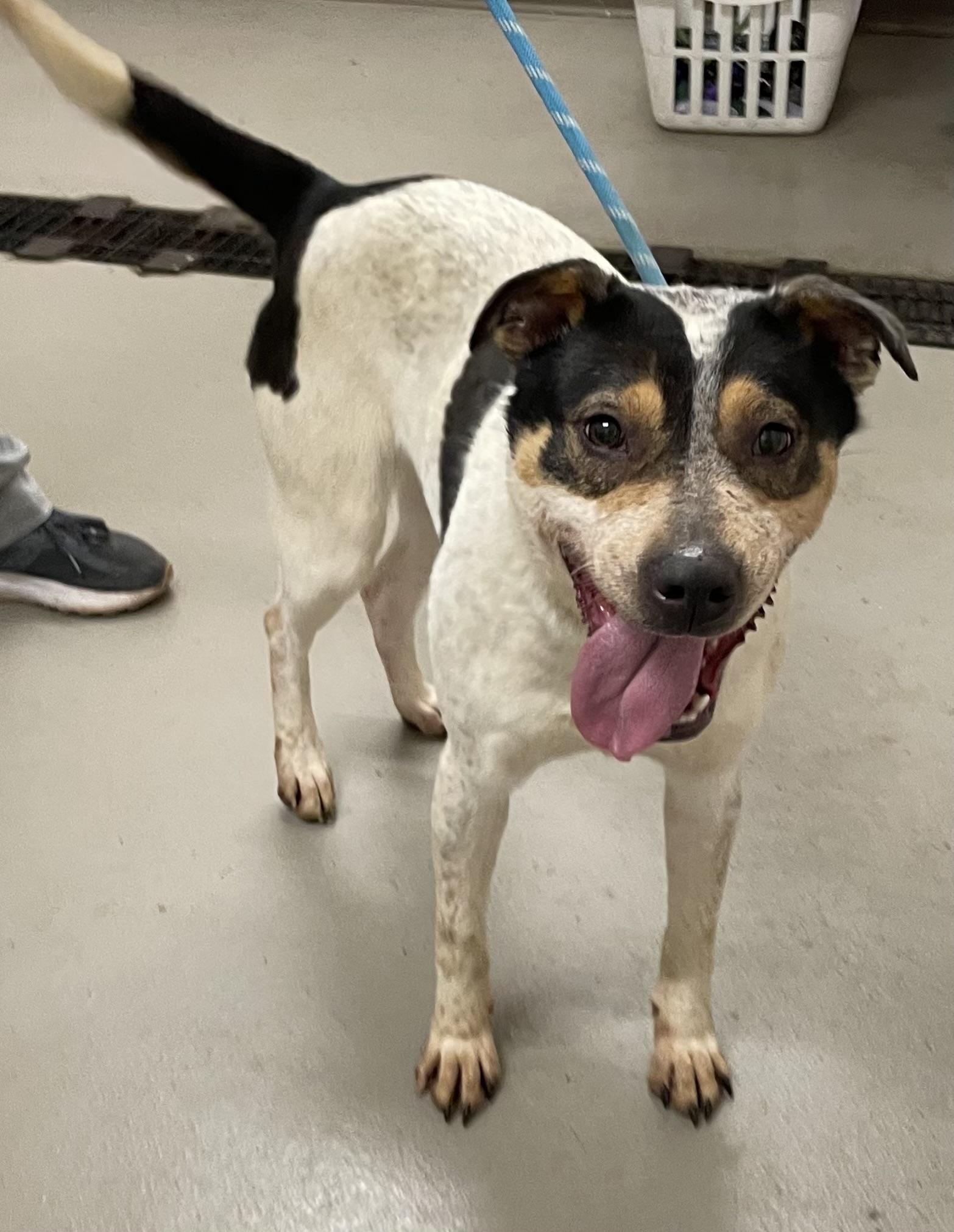 Enlarge Bayard AVAILABLE , a ADOPTABLE Australian Cattle Dog / Blue Heeler in Canton, OH image 3/4