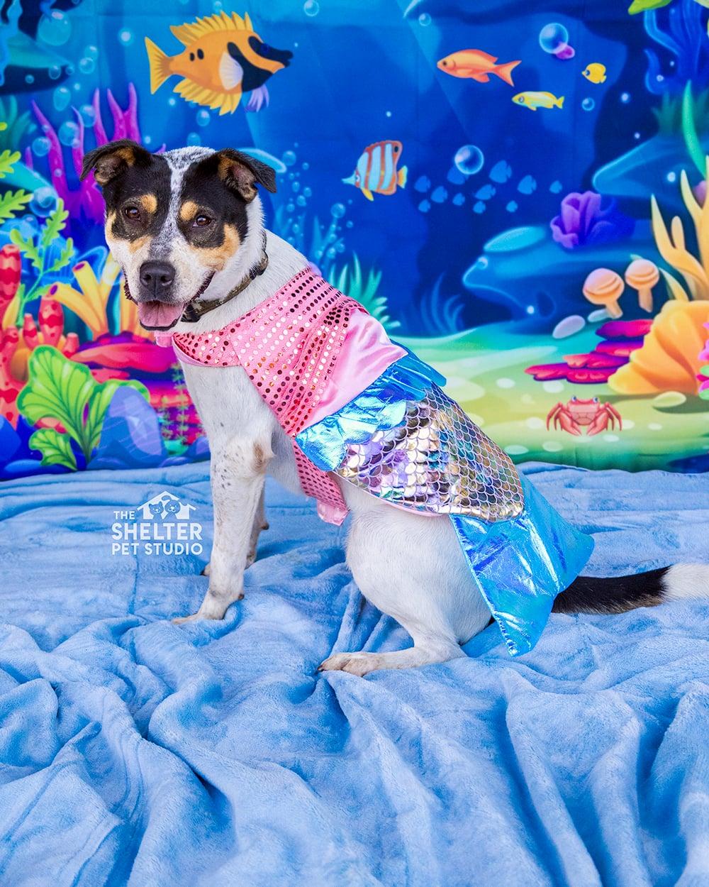 Bayard ADOPTED, ADOPTABLE, Young Female Australian Cattle Dog / Blue Heeler.