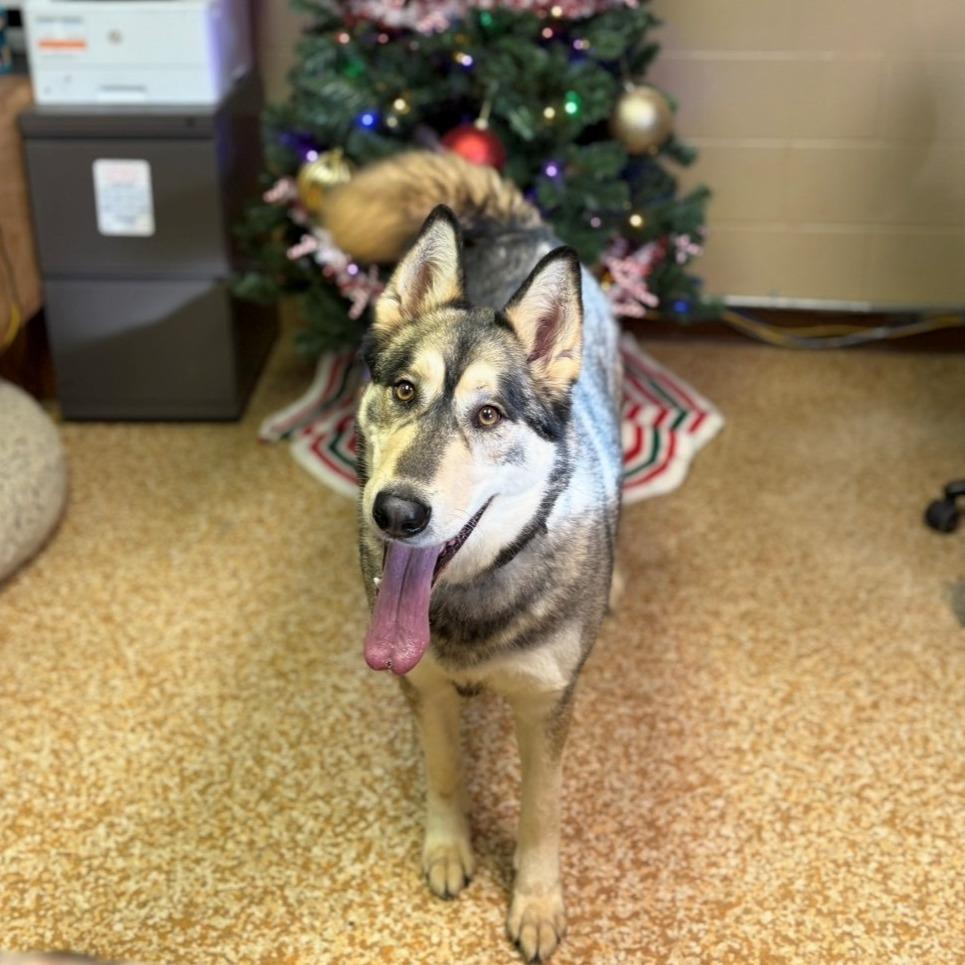 Enlarge Maurice, a Adoptable mixed breed in Chehalis, WA image 1/1