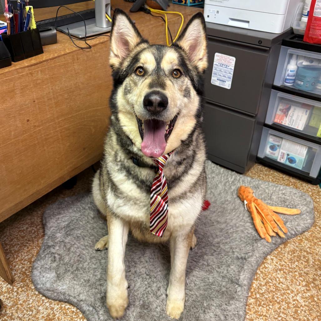 Enlarge Maurice, a Adoptable mixed breed in Chehalis, WA image 1/4