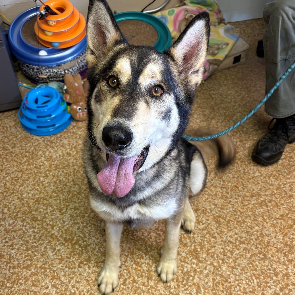 Enlarge Maurice, a Adoptable mixed breed in Chehalis, WA image 1/3