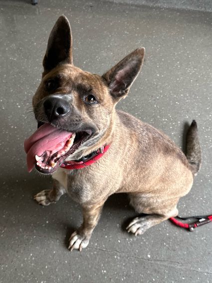 Sami, a Adoptable Akita image 3/3