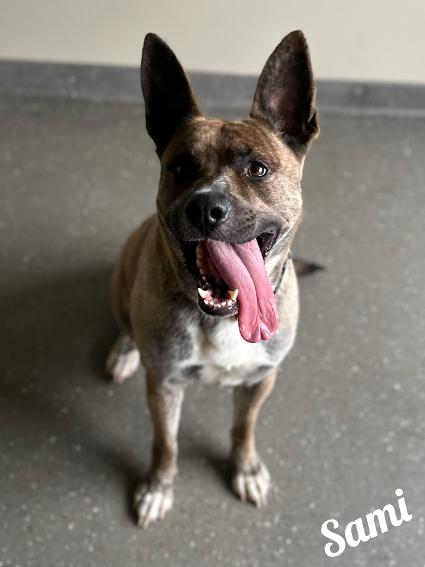 Sami, Adoptable, Adult Female Akita.