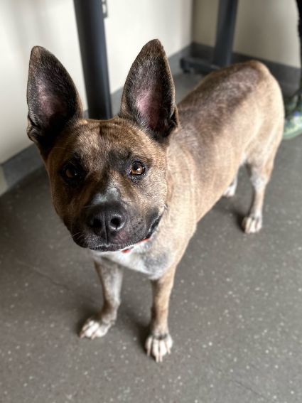 Sami, a Adoptable Akita image 2/3