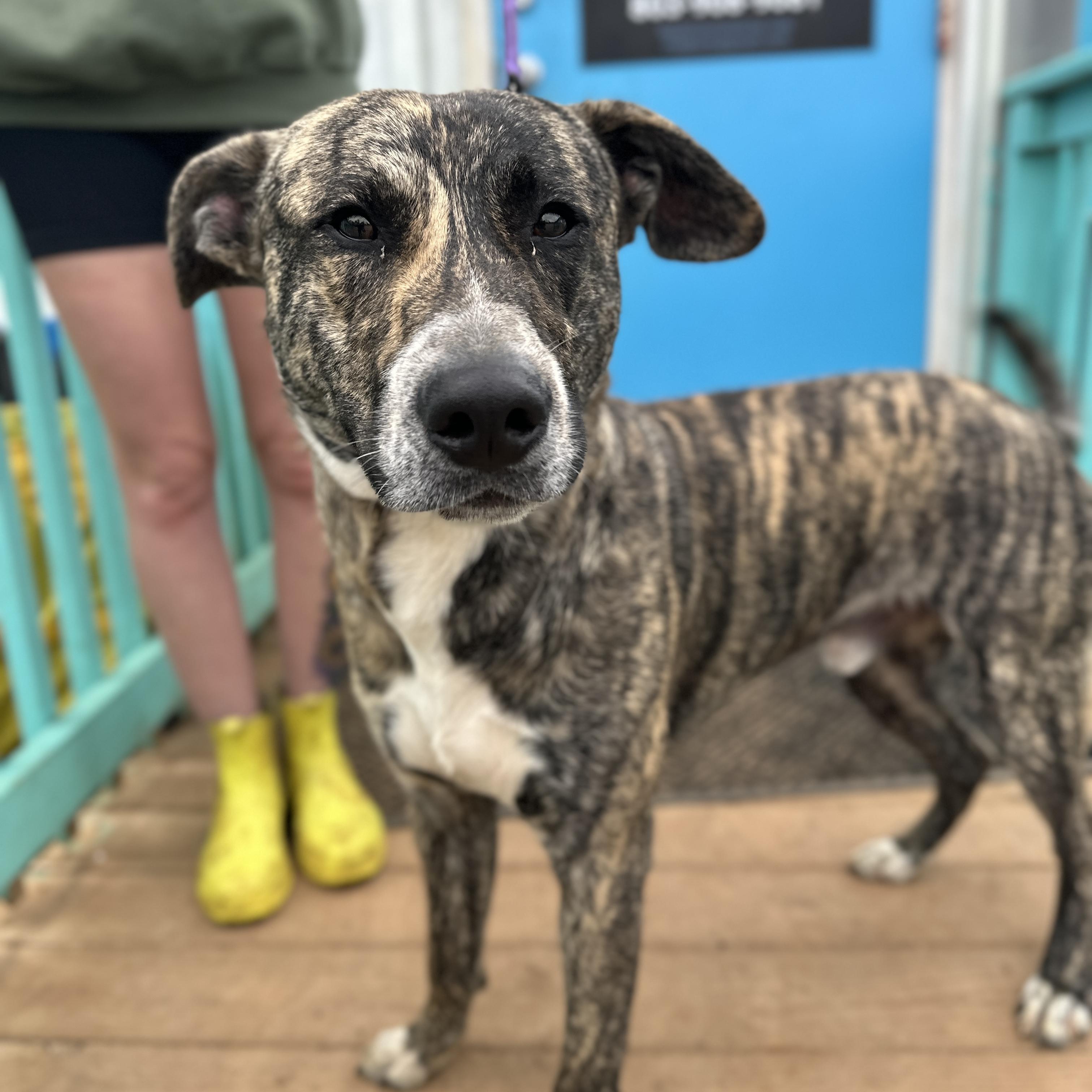 Lucious — thumbnail 2