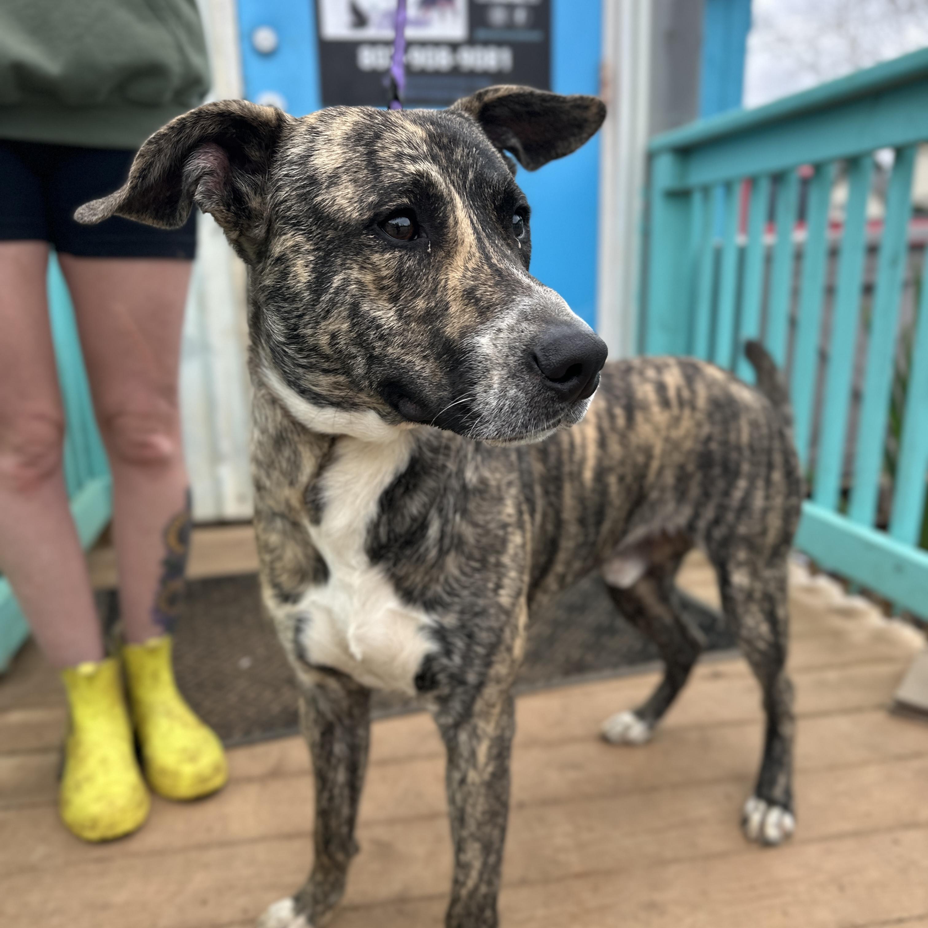 Lucious — thumbnail 4