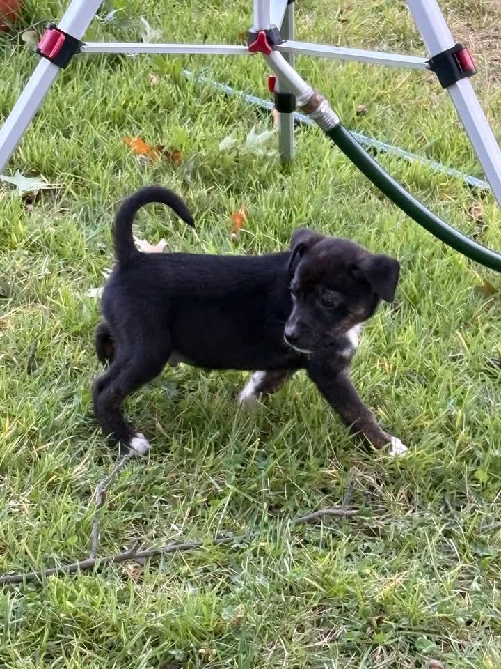 Enlarge Fonzie, a Adoptable Terrier in Berlin, NJ image 3/3