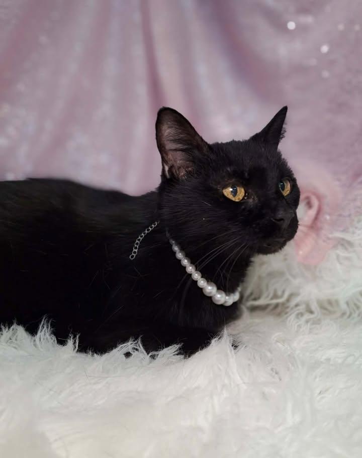 Miss Kitty, a Adopted Domestic Short Hair in Clarkesville, GA image 1/3