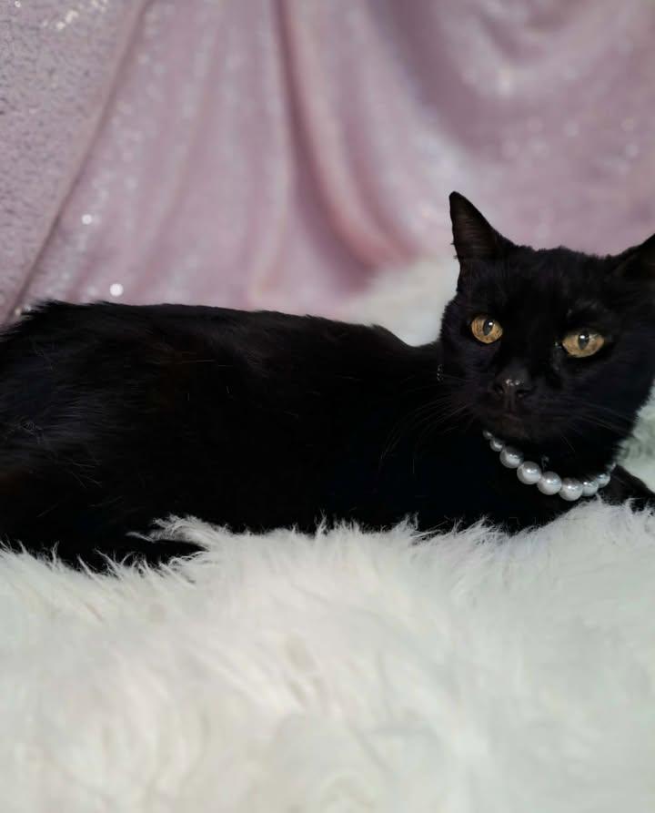 Miss Kitty, a Adopted Domestic Short Hair in Clarkesville, GA image 2/3