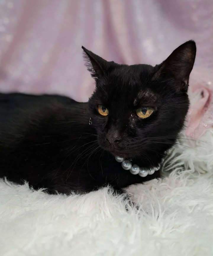 Miss Kitty, a Adopted Domestic Short Hair in Clarkesville, GA image 3/3