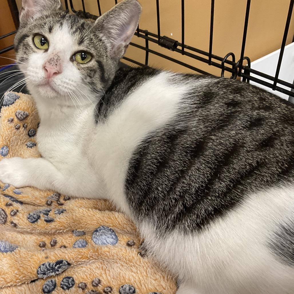 Simba, Adoptable, Kitten Male Domestic Short Hair.