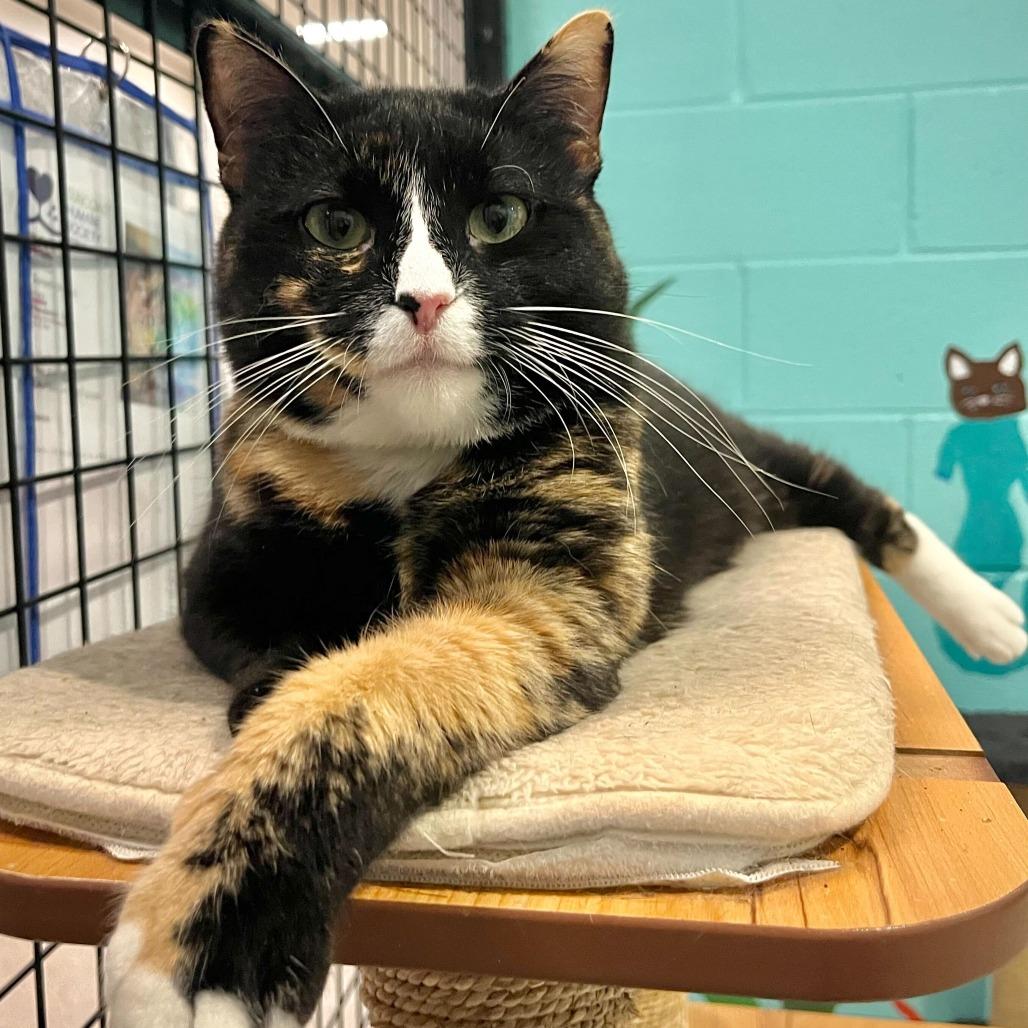 Enlarge Begonia, a Adoptable mixed breed in Englewood, FL image 1/3