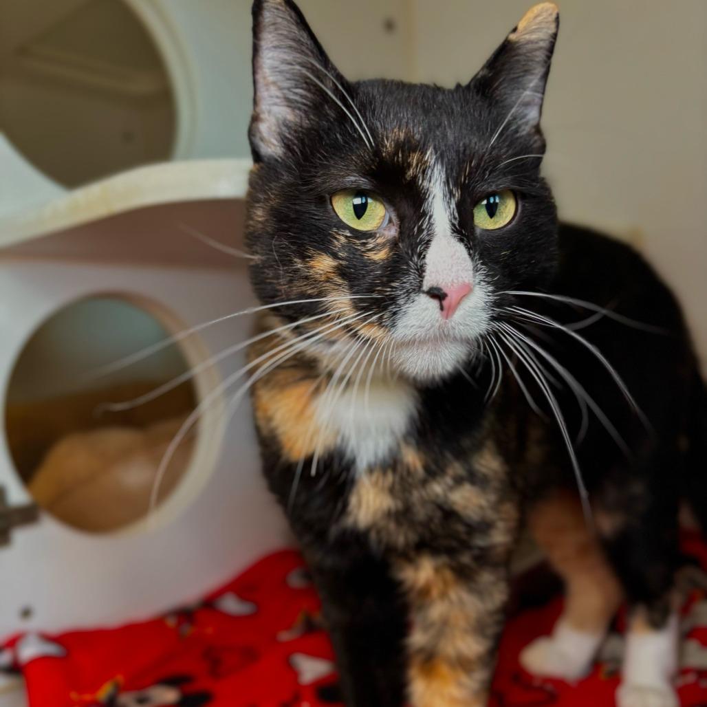 Begonia, Adoptable, Adult Female Domestic Short Hair & Domestic Short Hair.