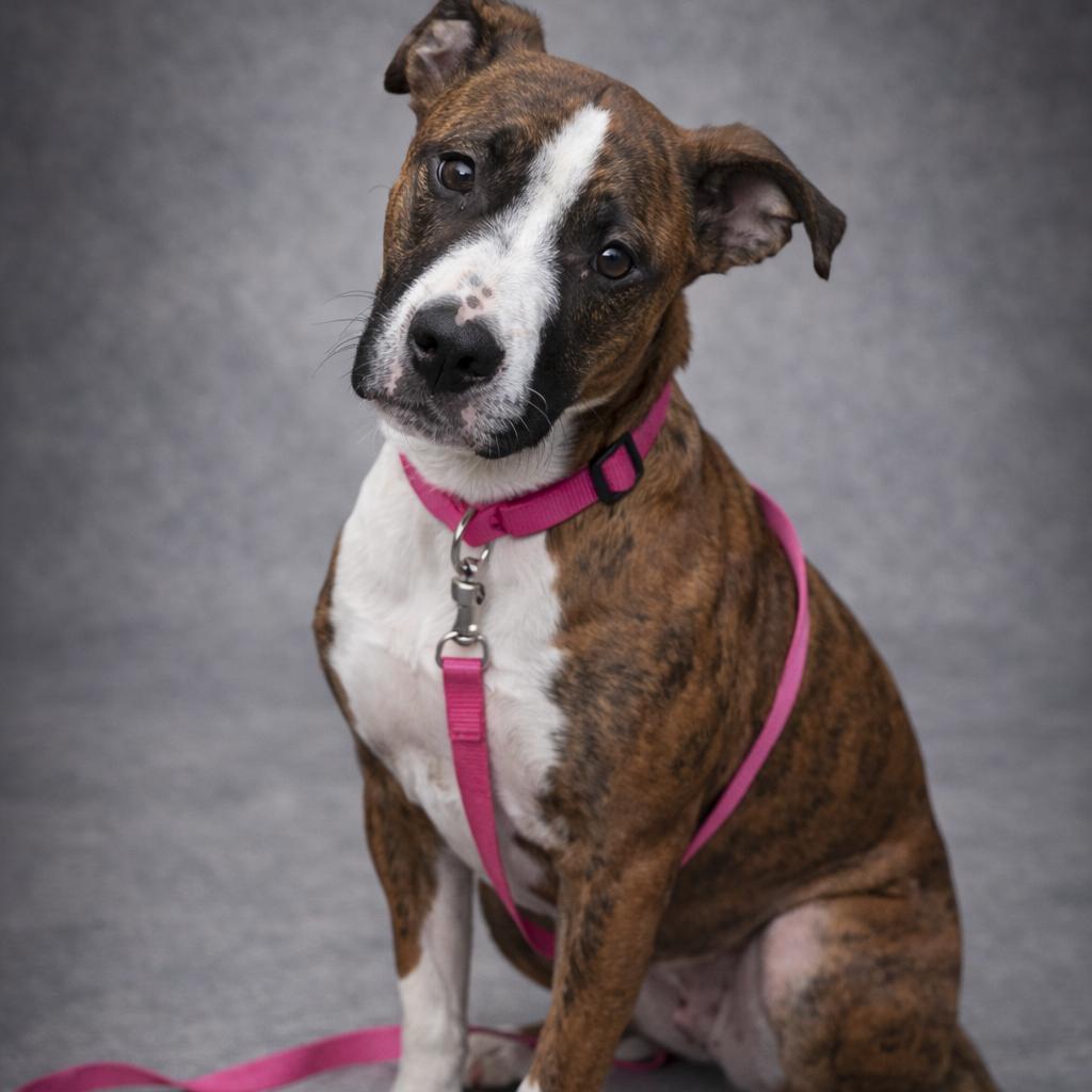 Gavin, Adoptable, Young Male Pit Bull Terrier & Mixed Breed.