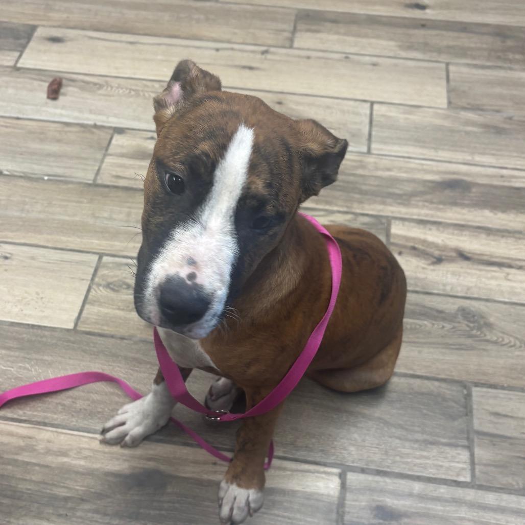 Gavin, a Adoptable mixed breed in Henderson, KY image 2/2