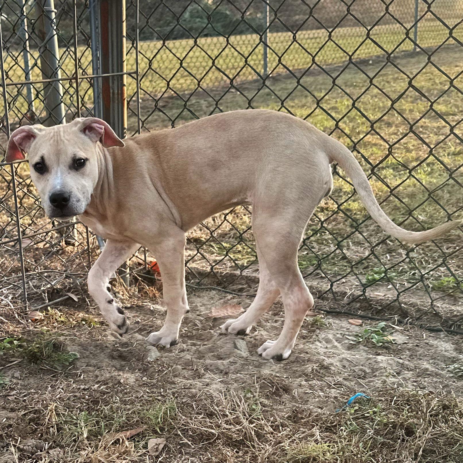 Jess, Adoptable, Puppy Female Bulldog.
