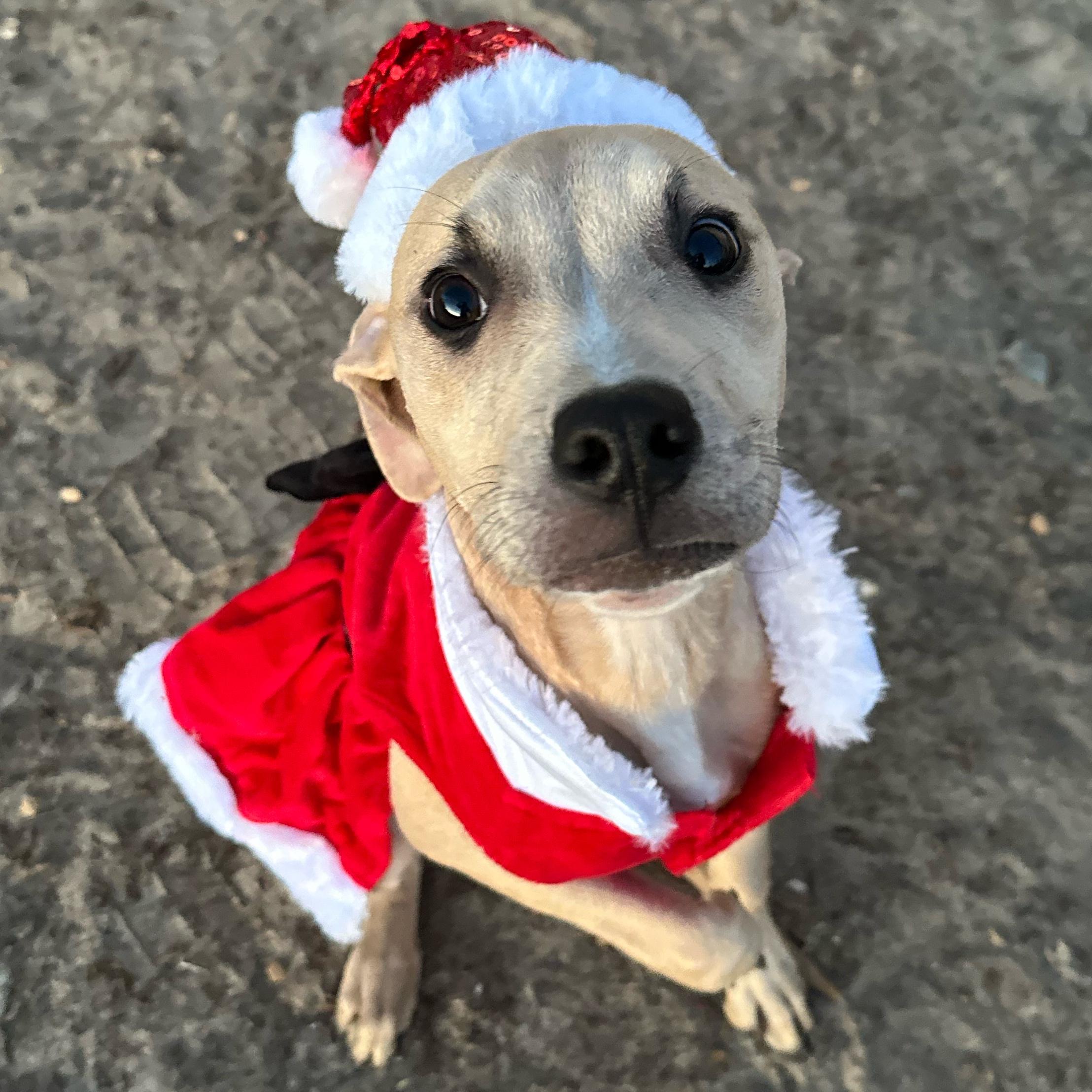 Enlarge Jess, a Adoptable mixed breed in Valdosta, GA image 2/3