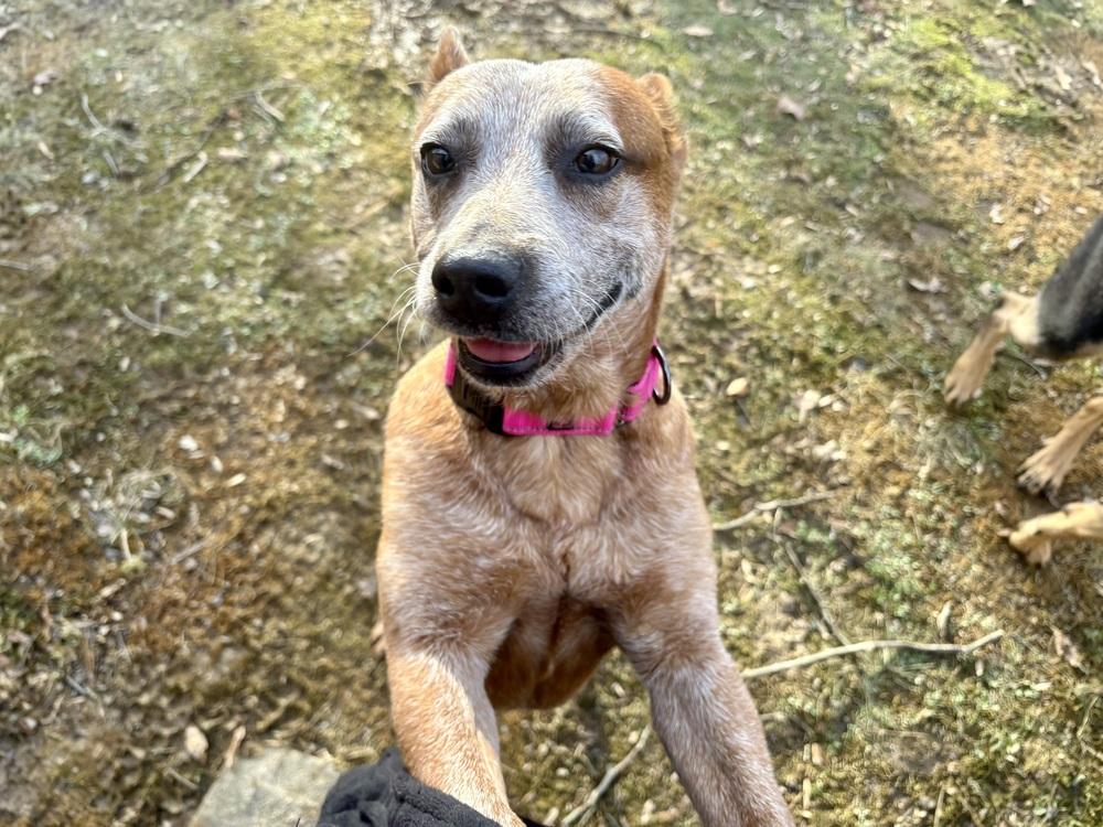 Enlarge Grenadine, a Adoptable Australian Cattle Dog / Blue Heeler in Mansfield, OH image 2/3