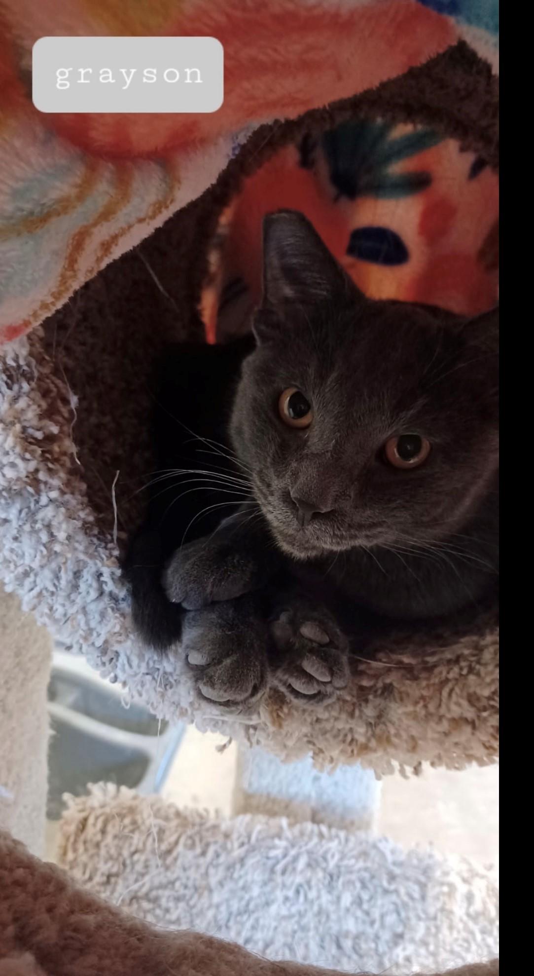 Grayson, a Adoptable Domestic Short Hair in Walworth, WI image 2/2