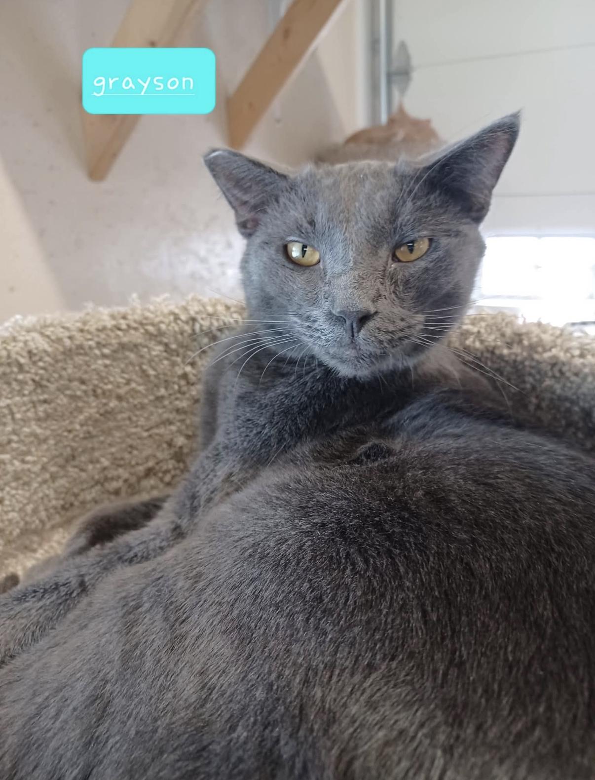 Grayson, a Adoptable Domestic Short Hair in Walworth, WI image 1/3