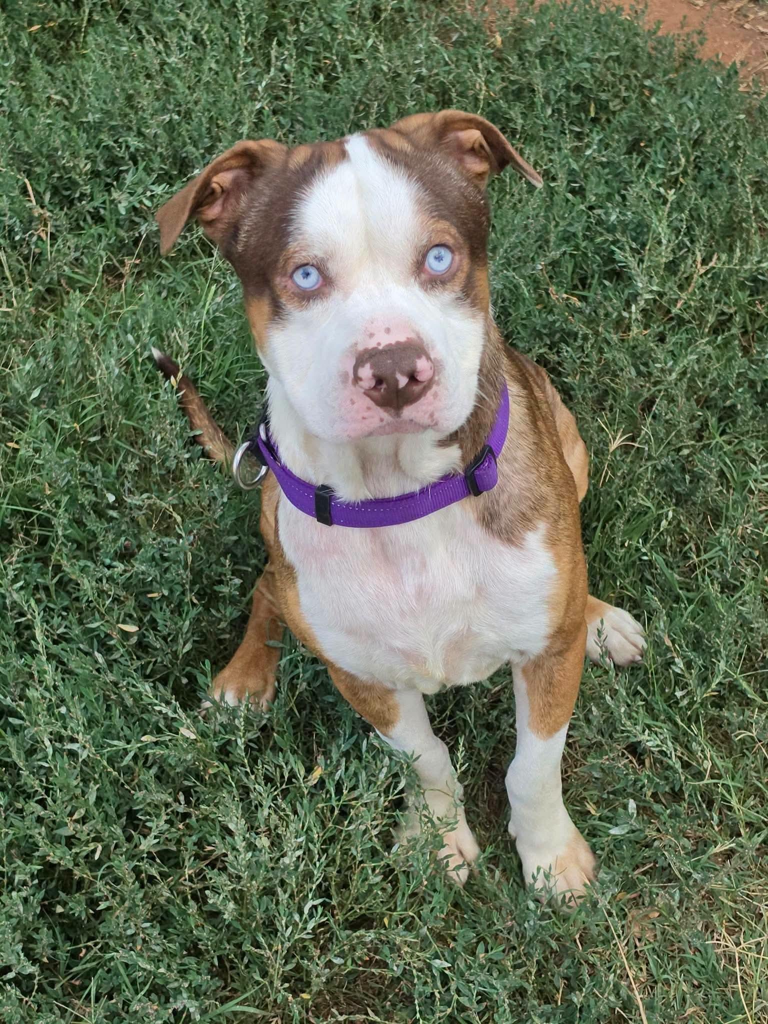 Enlarge Blueberry, a Adoptable mixed breed in OKLAHOMA CITY, OK image 4/4