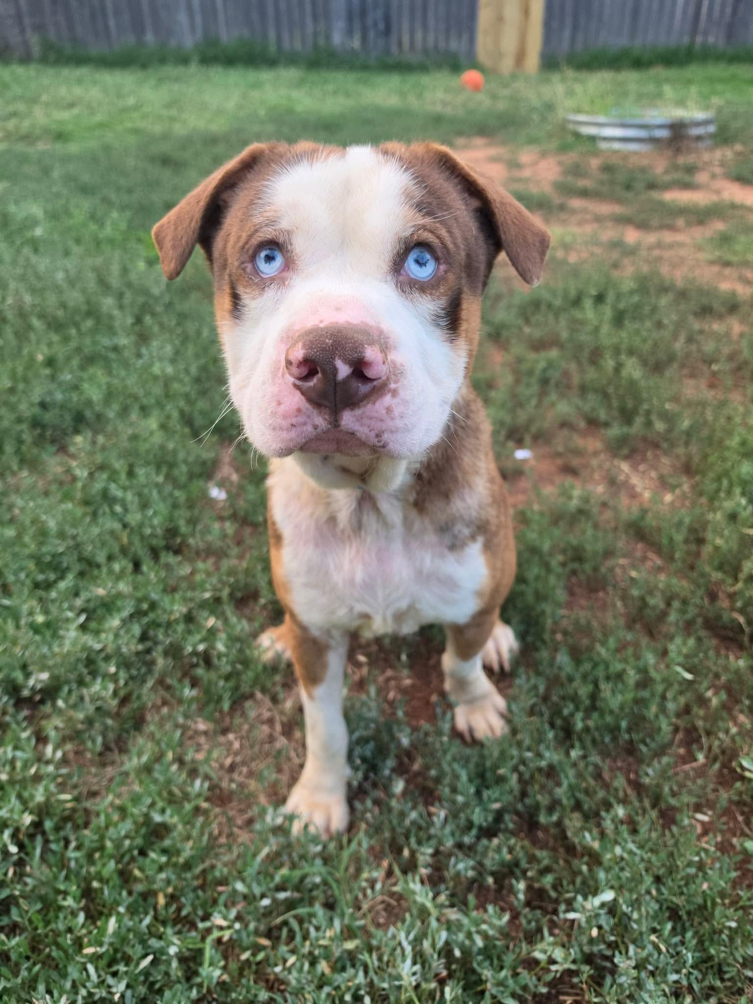 Enlarge Blueberry, a Adoptable mixed breed in OKLAHOMA CITY, OK image 1/4
