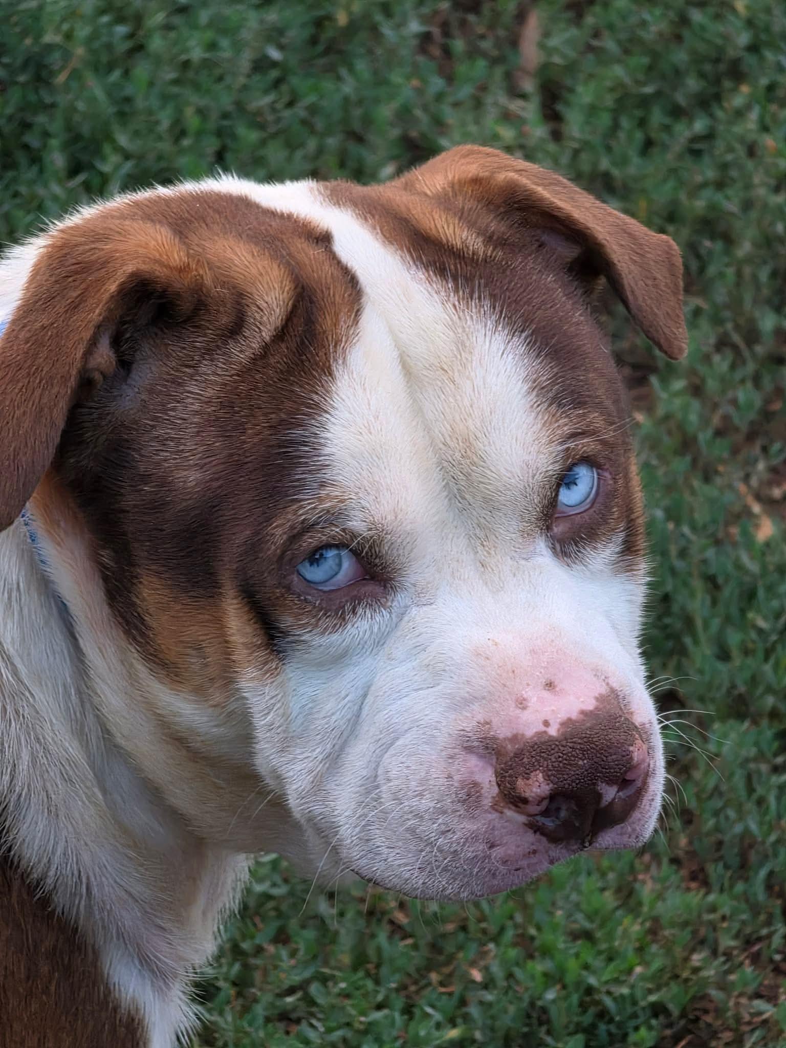 Enlarge Blueberry, a Adoptable mixed breed in OKLAHOMA CITY, OK image 2/4